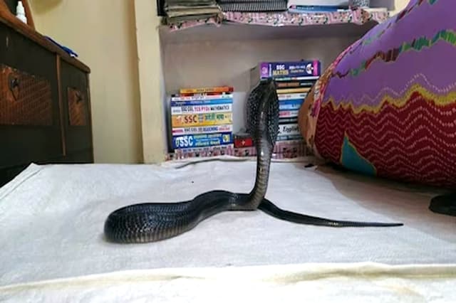 Kota News : घर में 4 फीट लंबा ब्लैक किंग कोबरा दिखा, बेडरूम में फन फैलाए बैठा था