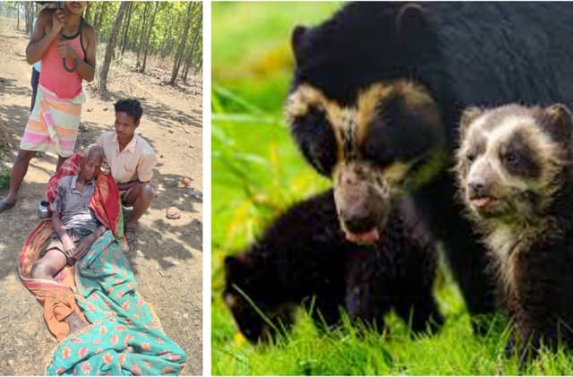 Breaking News: जंगल में आम तोडऩे गए वृद्ध दंपती पर 3 भालुओं ने किया हमला, महिला को मार डाला