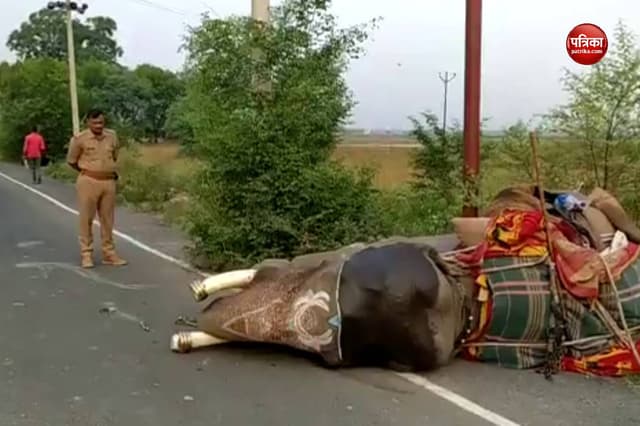 Azamgarh News : शादी से लौट रहा हाथी ट्रक की टक्कर से हुआ घायल, सड़क पर गिरा, अब पुलिस...