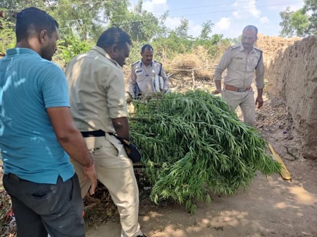 Video Story -घर की बाड़ी में लगा रखा था गांजा के पौधे, पुलिस ने दबिश देकर जब्त किए 16 पौधे