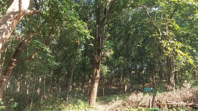 पर्यावरण संरक्षण: ग्रामीणों की मेहनत से 20 हेक्टेयर बंजर भूमि में लहलहा रहे औषधीय वृक्ष