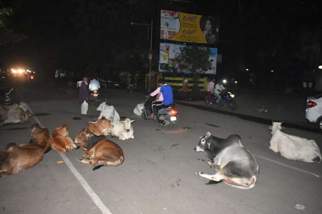 गाय, बैल, बछड़े बीच सड़क पर जगह-जगह बैठे, दोपहिया और कार चालकों को करनी पड़ रही खासी मशक्कत
