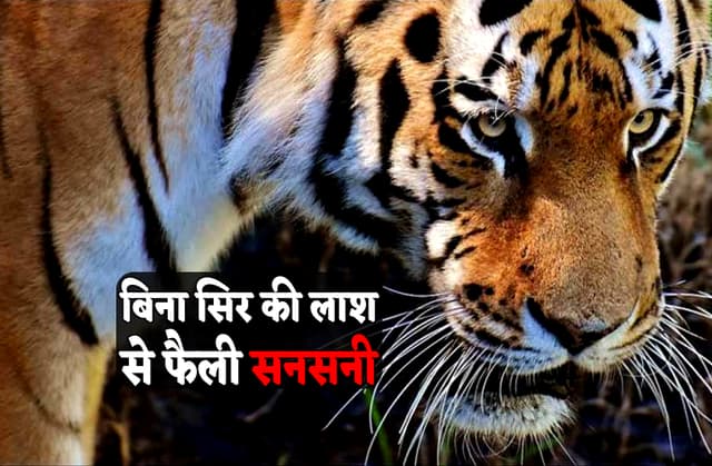 बांधवगढ़ टाइगर रिजर्व में बाघ की बिना सिर वाली लाश मिलने से फैली समसनी, विभाग में हड़कंप