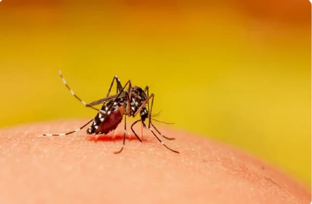 हरियाणा में डेंगू की दहशत, तेजी से बढ़ रहे मामले