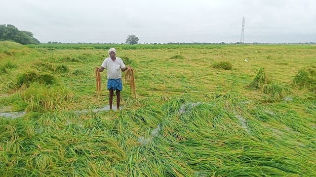 किसानों के लिए बारिश बनी आफत, फसलों को हुआ नुकसान, 21 जिलों में मौसम विभाग का अलर्ट जारी