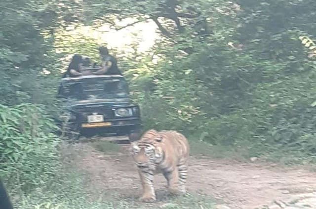 सरिस्का में बाघ व बघेरे अठखेलियां देख पर्यटक होते रहे रोमांचित.... देखें फोटो गैलेरी ...