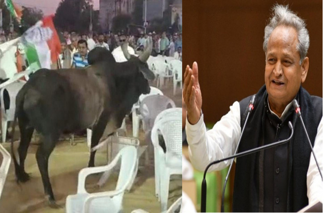 Ashok Gehlot बोले, 'Congress मीटिंग में सांड-गाय छोड़ते हैं BJP वाले', देखें VIRAL VIDEO
