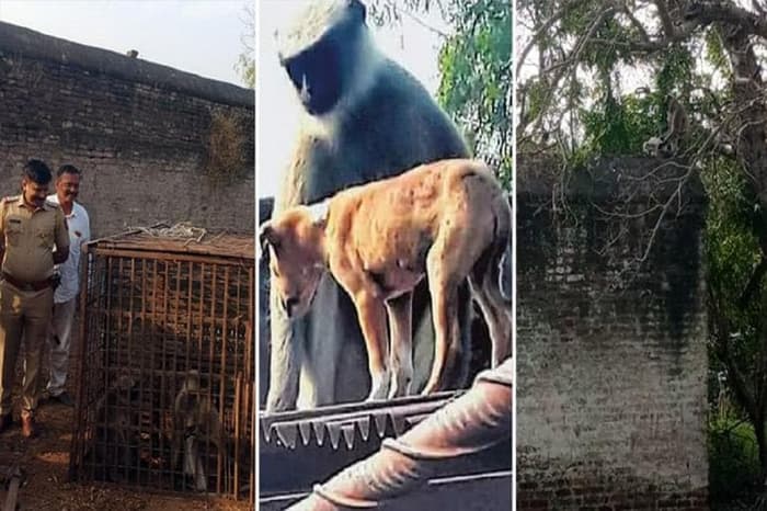 Revengeful Monkeys Killing 250 Dogs in Maharashtra Have Inspired Gang War  Memes - News18