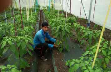 Capsicum also cultivated in Kanthal कांठल में भी शिमला मिर्च की खेती