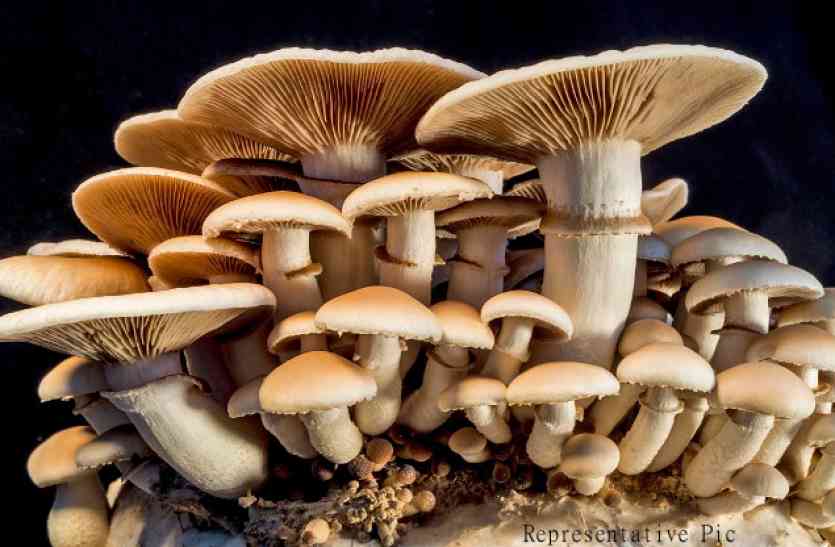 Mushroom Weighing 8 Kilograms Found In China च न म 8 क ल ग र म क व श ल मशर म म ल Patrika News