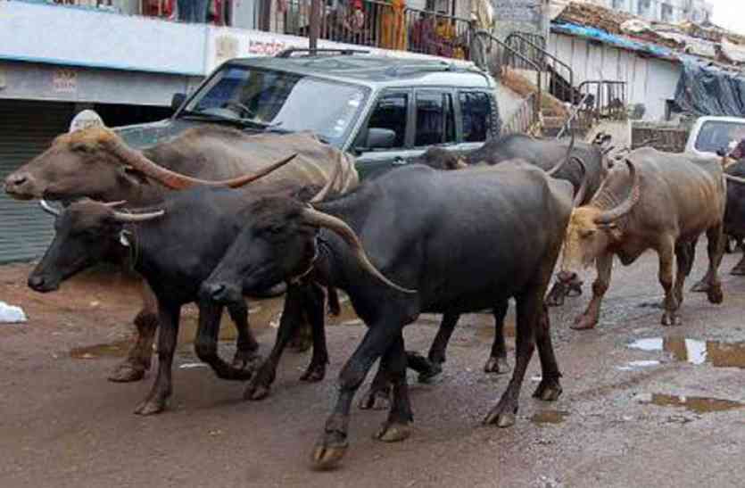stray cattle in kota, hit stray cattle, Road Accident in kota, municipal Corporation, kota municipal Corporation, UIT Kota, Rajasthan Patrika, Kota Patrika, Patrika News, Kota News, सड़क पर घूमती आवारा भैंस ने ली एक और जान