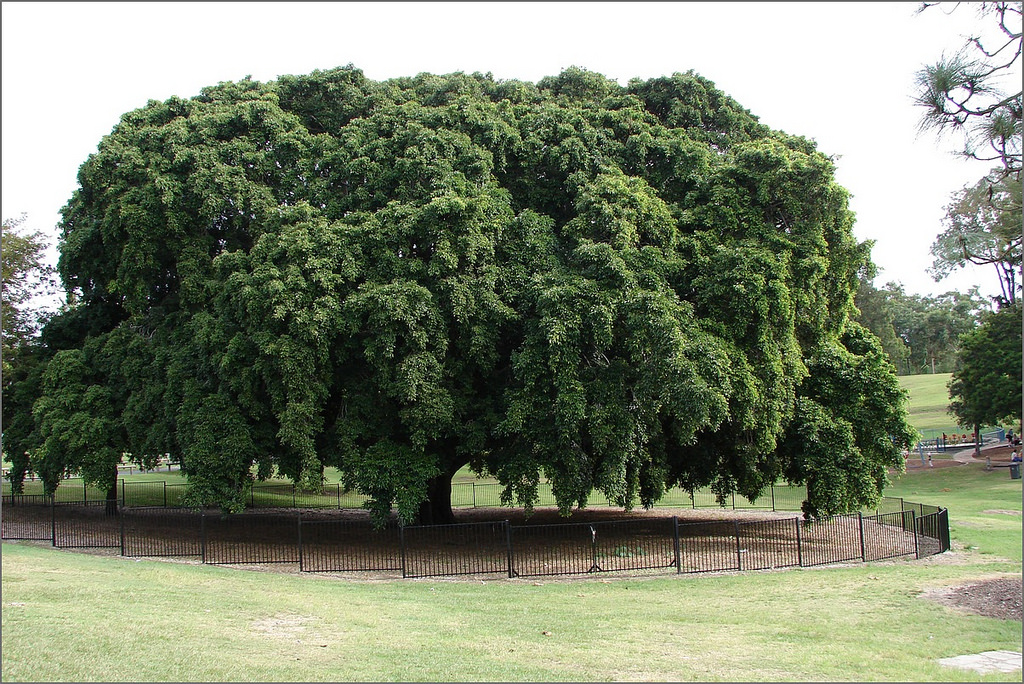 Banyan Tree