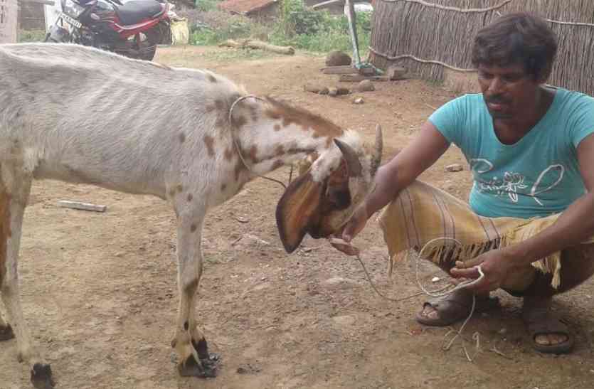 Bone eater Goat of Madhya Pradesh amazing story हरी पत्तियों की नहीं हड्डियों की शौकीन है ये बकरी