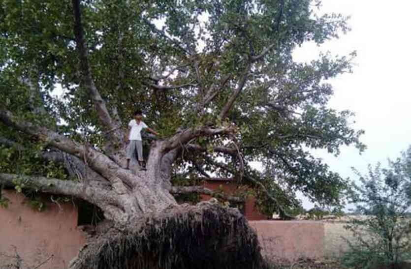 Tree News, Morena, tree fell, fell tree In Morena, Fell Tree In City दो माह बाद फिर खड़ा हो गया गिरा हुआ पीपल का पेड़!