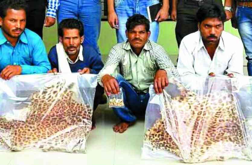 chhindwara दो तेंदुए की खाल समेत चार गिरफ्तार