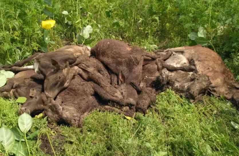 Cow Deaths राजपुर गोशाला में 40 मवेशियों की मौत