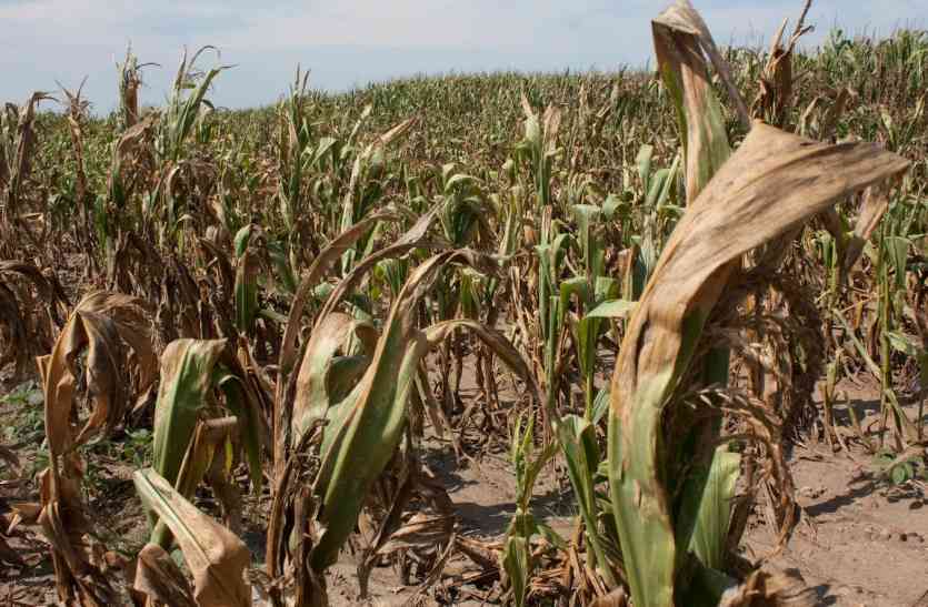 Bad effect on crops of Weather change तेज हवा और गर्मी से मुरझाई फसलें, मौसम परिवर्तन का पड़ रहा असर