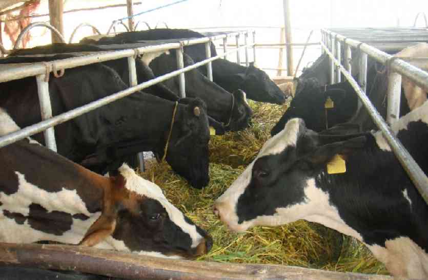dairy: After 19 years case transfer to NGT dairy farm: अवैध डेयरियों का मामला 19 वर्ष बाद अब एनजीटी के हवाले, ये होगा असर