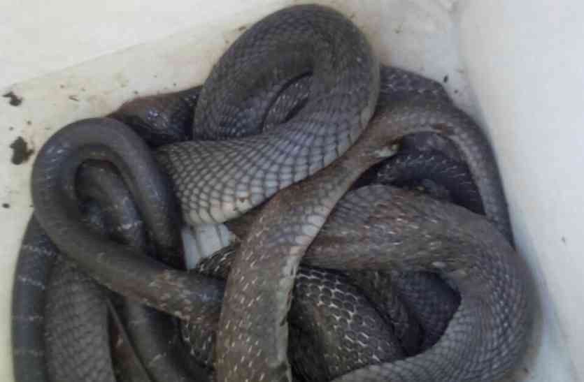 snake revenge in village one died due to snake bite सांप की मौत के बाद दो सांपों ने लिया गांव वालों से बदला, तीन को डसा एक की मौत