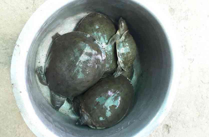 Tortoise सावधान! कछुआ का शिकार किया तो हो सकती है जेल, जाने क्यों