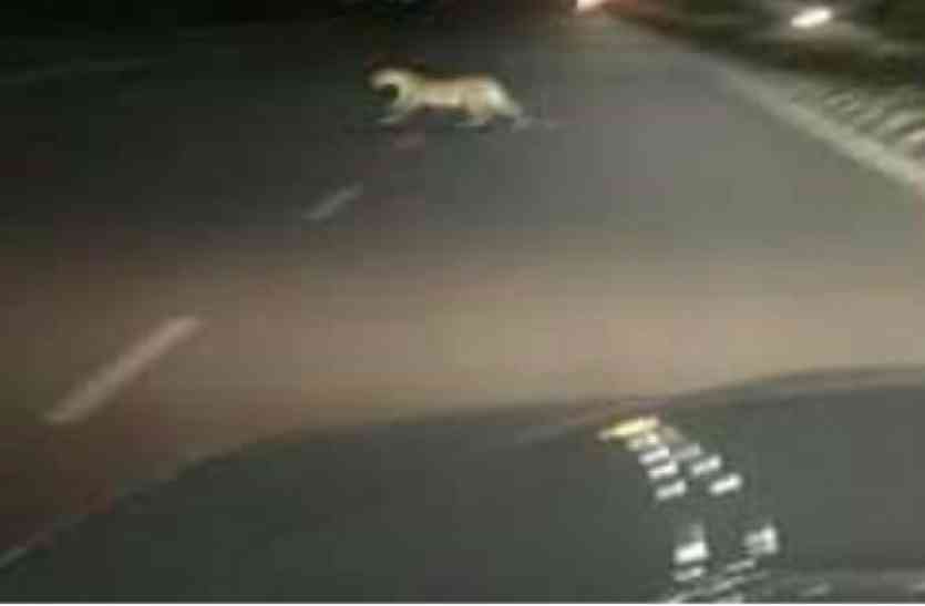 Tiger शहर में बाघ की दस्तक से फैली दहशत