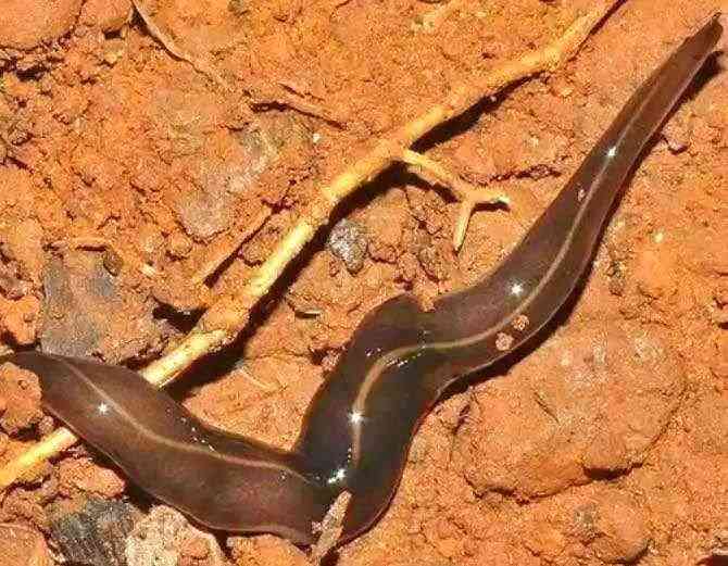 worms in your house