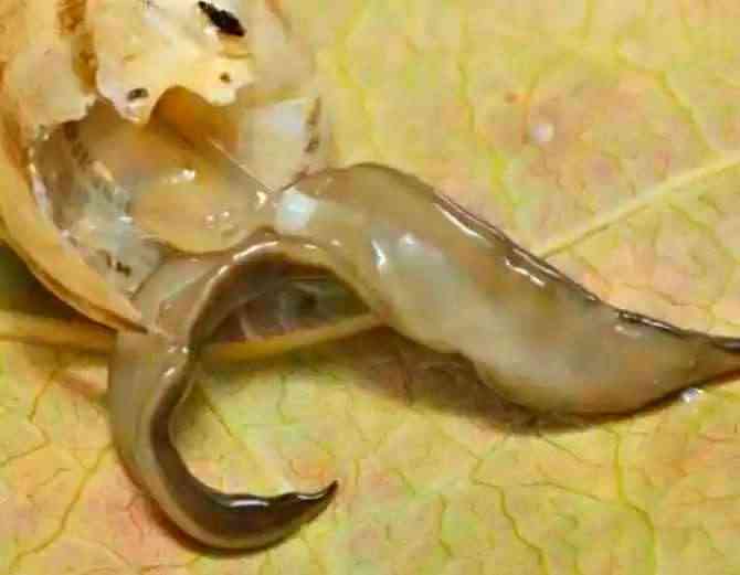 worms in your house