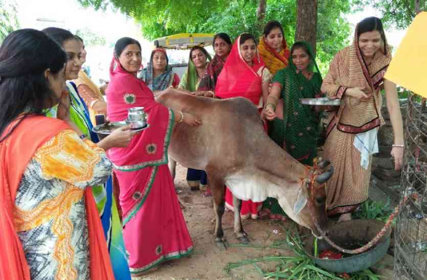 Bach Baras Festival Celebration In Kota - बछड़े का पूजन कर मांगा जीये