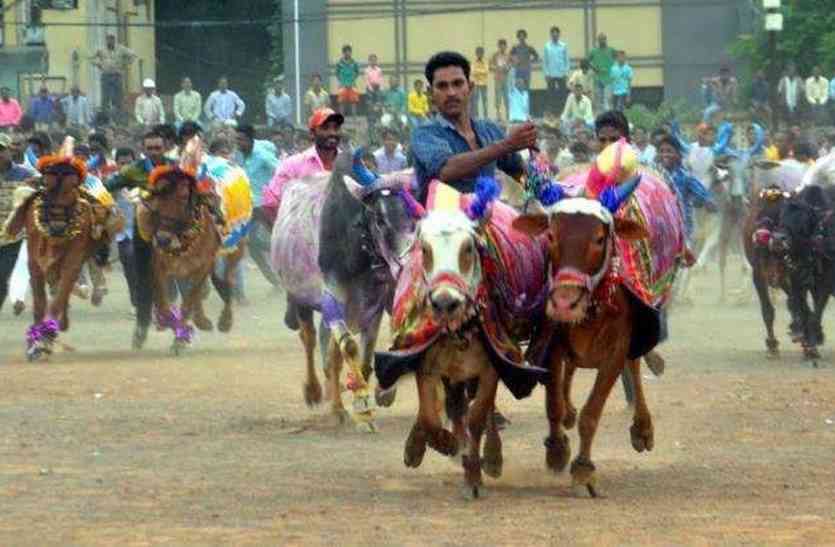 Desi ghee milk is the diet of these oxen at the speed of 3 meters per second देसी घी, दूध है इन बैलों की डाइट, 3 मीटर प्रति सैकेंड की रफ्तार से लगाते हैं दौड़