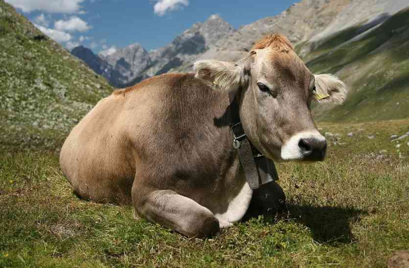 cow गौ-माता - 5