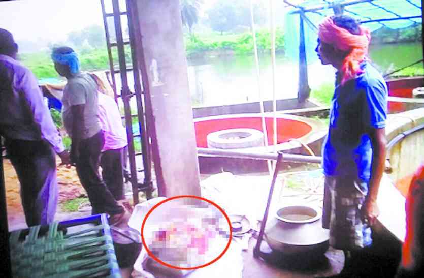 Meat sold OMG! कछुए का शिकार कर बेच रहे थे मांस, वन विभाग ने दो को दबोचा