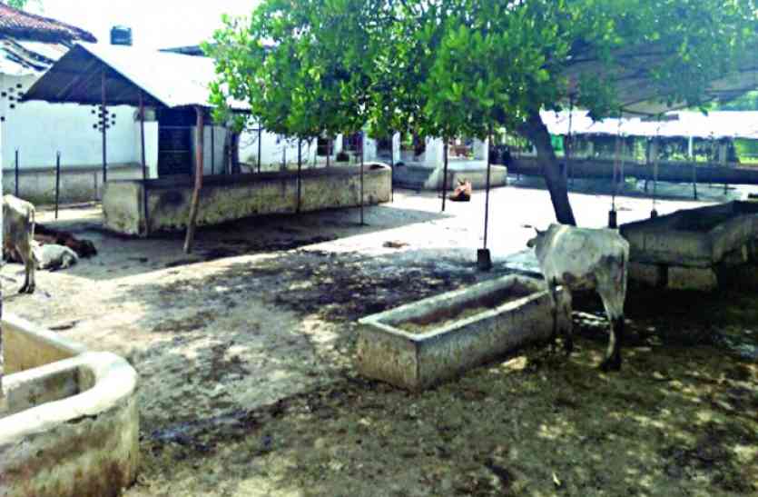 Negligence फिर लापरवाही: गायों को ऐसे गौशालाओं में छोड़ा जहां कोई सुविधा नहीं
