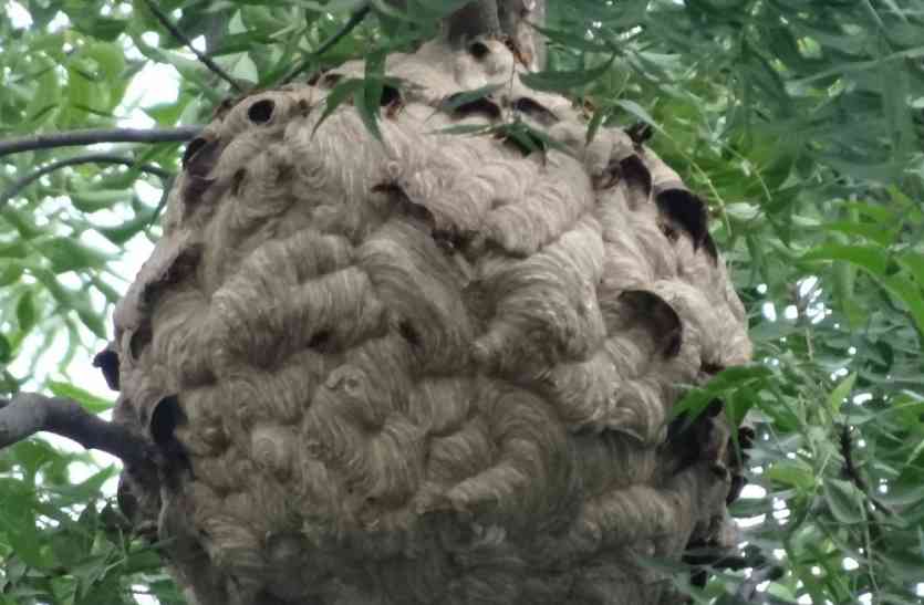 Wild bee कभी देखा है जंगली मधुमक्खी का छत्ता