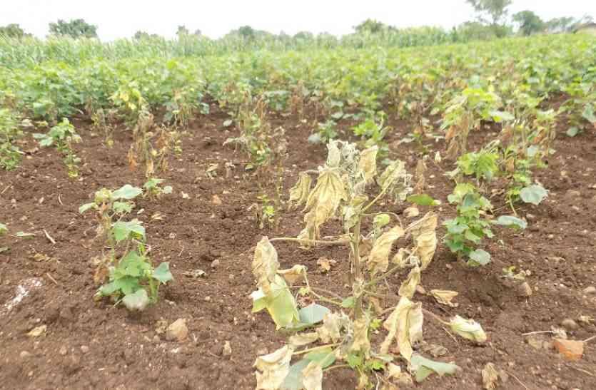 Agriculture department failed to achieve target of new crop insurance scheme हर साल नुकसान, यहां फिर भी फसल बीमा से बेरुख किसान