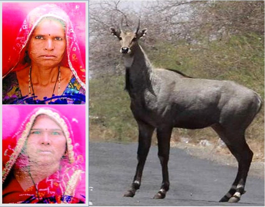 two-sister-died-in-nilgai-attack-near-mansa-mata-temple-video-60