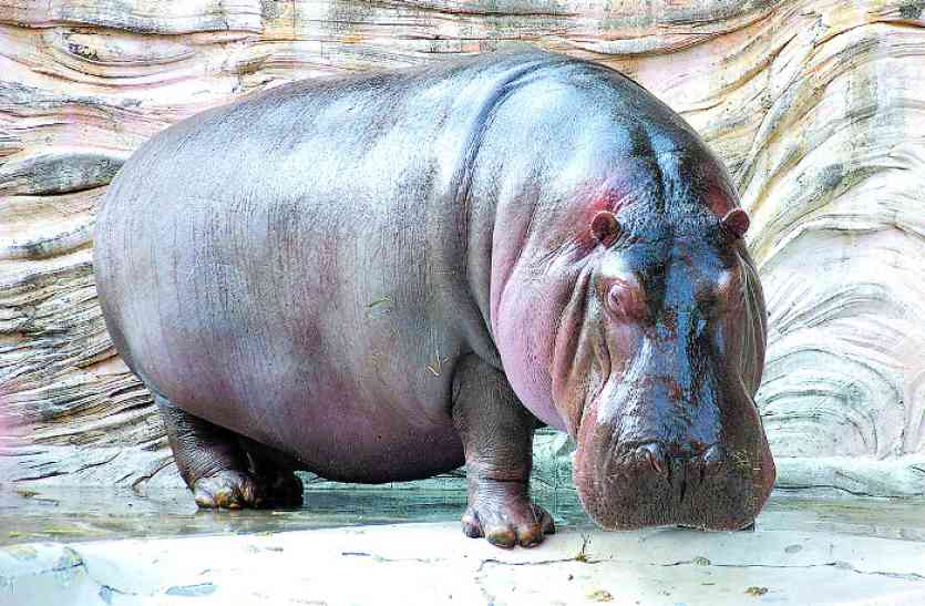 Hippopotamus Coming Soon At Jaipur - जयपुर के रामनिवास बाग चिडिय़ाघर ...