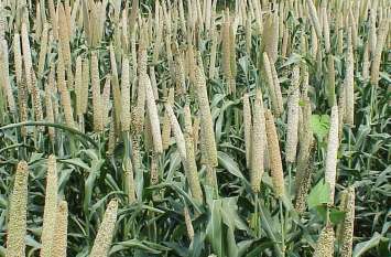 Sowed millet on the Katani Marg कटाणी मार्ग पर बो दिया बाजरा