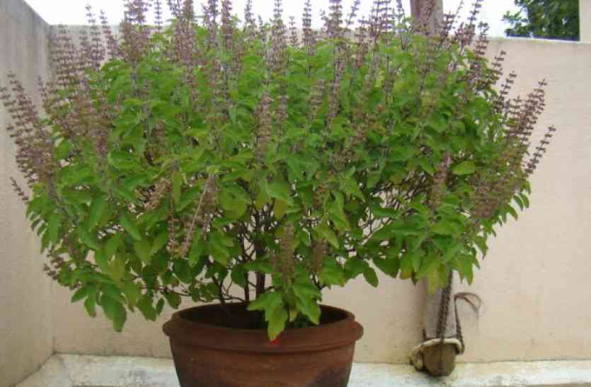 tulsi benefits Tulsi benefits : धूम्रपान छोड़ना है तो आजमाएं तुलसी का ये उपाय, जानिए और फायदे
