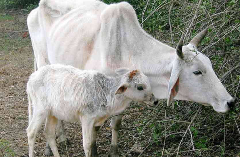 Cow गाय तस्करी के शक में तीन लोगों की कर दी धुनार्इ, बाद में देखा तो मिला Donkey