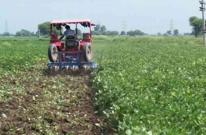 Caterpillar Epidemic in Haroti इल्ली का प्रकोप हुआ बेकाबू, रातों रात कर गई खेत चट