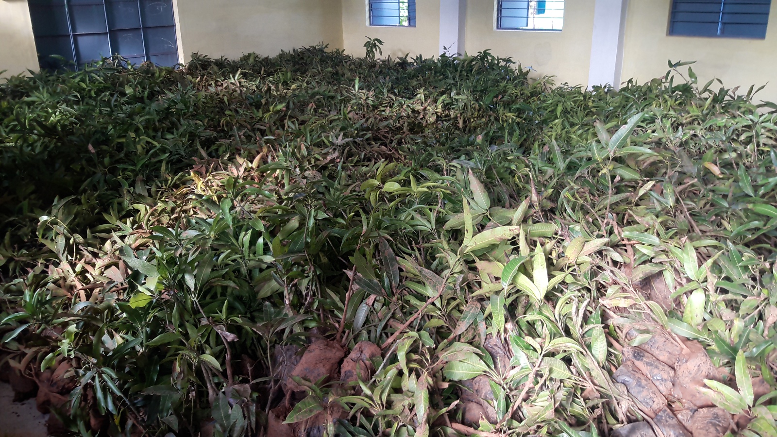 शिक्षा विभाग ने 15 रुपए में, जनपद पंचायत ने 35 रुपए में खरीदा अमरूद का पौधा