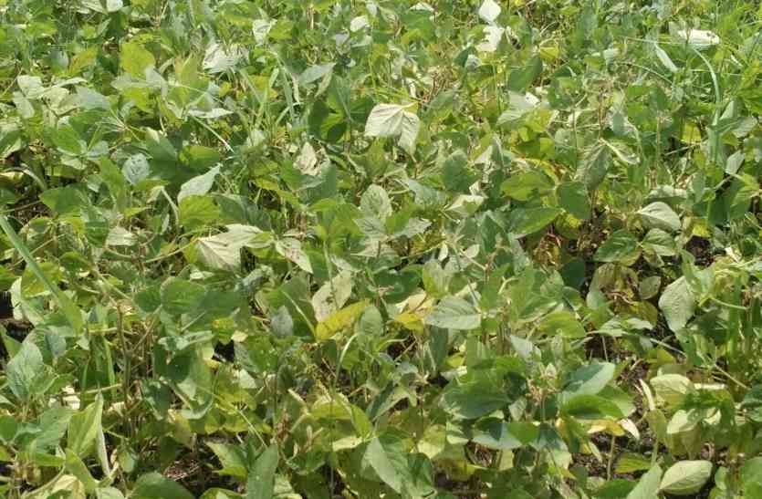 Keep in mind the loss in kharif rabi खरीफ में नुकसान तो रबी में रहें सावधान