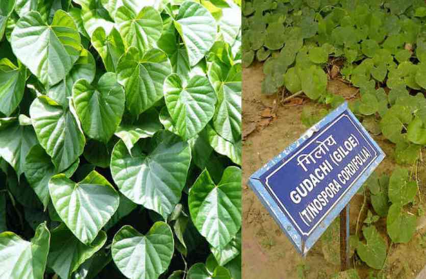 giloy-is-beneficial-for-health सेहत के लिए फायदेमंद है गिलोय, जानें इसके गुणों के बारे में