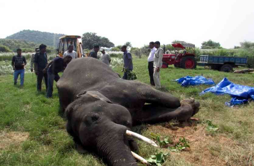 Suspicious death of elephant in Panna Tiger Reserve पन्ना टाइगर रिजर्व में विंध्या नाम के हाथी की संदिग्ध मौत, जानिए क्या कह रहा पार्क प्रबंधन