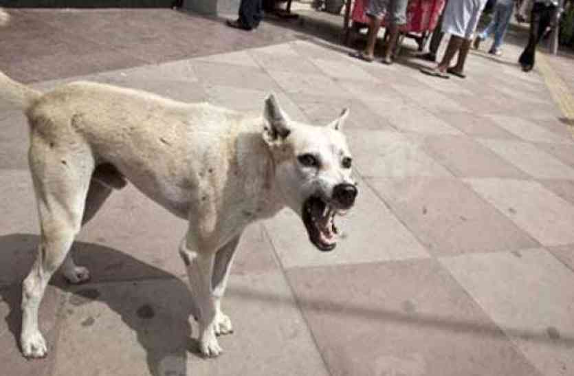 dogs नोएडा के शॉपिंग कॉम्प्लेक्स में डॉग्स ने बच्चे को कई जगह से काटा, हालत गंभीर