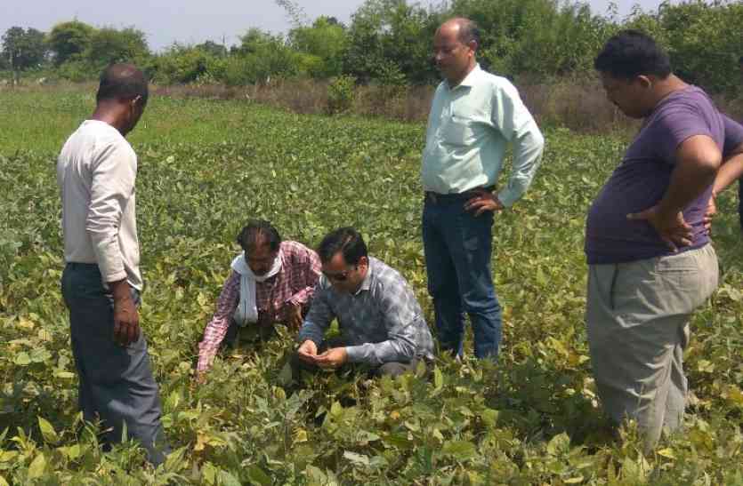 फायदे के चक्कर में मूंग फसल उत्पादकों को हो रहा नुकसान फायदे के चक्कर में मूंग फसल उत्पादकों को हो रहा नुकसान