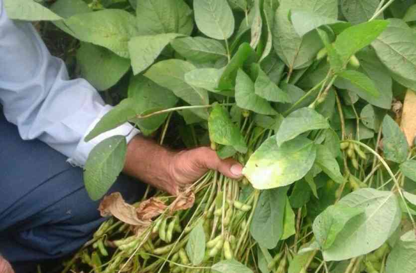 Crisis on kharif crop सफेद मक्खी से फसल पर मंडराया संकट, फसल में फेला रोग