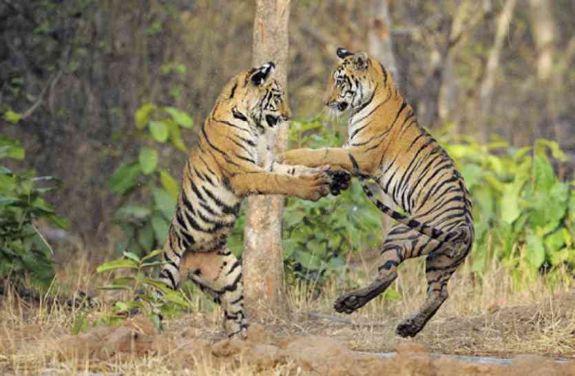 lion in bandhavgarh शेरों से यारी का शौक है तो बांधवगढ़ आपके इंतजार में है...