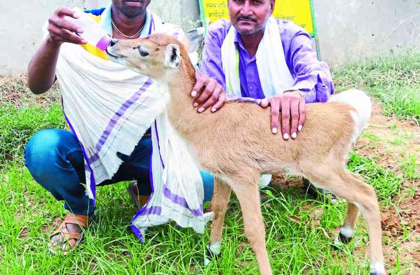 sawaimadhopur मां से बिछड़े नीलगाय के बच्चे को वन विभाग को सौंपा