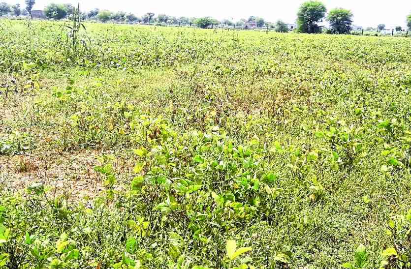 sawaimadhopur जिले में सूखे की स्थिति, लेकिन अभी तक नहीं गिरदावरी सूखे की आहट, औसत से आधी भी नहीं हुई बारिश...